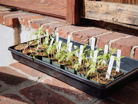 A Simple Way To Harden Off Seedlings In 7 Days Or Less Hardening