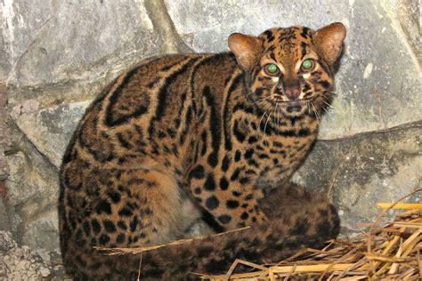 The development of this breed didn't start until the 1990's so it is one of the newest cat breeds. Marbled cat | Small wild cats