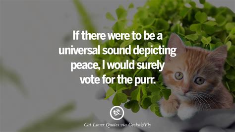 25 Cute Cat Images With Quotes For Crazy Cat Ladies