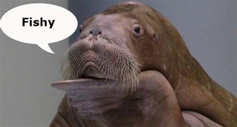 anorak news brighton landlord offers free rent to any lodger who can wear a ‘realistic walrus