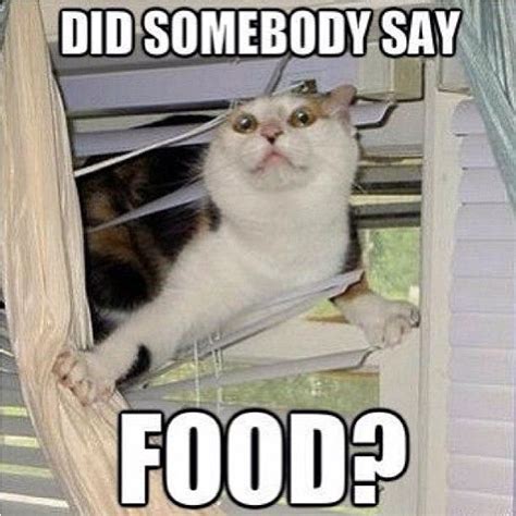 Cat Food Memes Food Cats Lol Funny Animal Pictures Funny