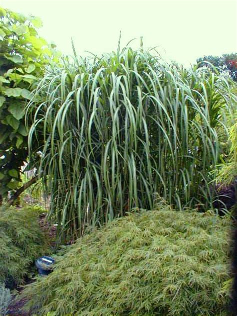 Maybe you would like to learn more about one of these? Gräserwelten mit winterhartem Chinaschilf gestalten