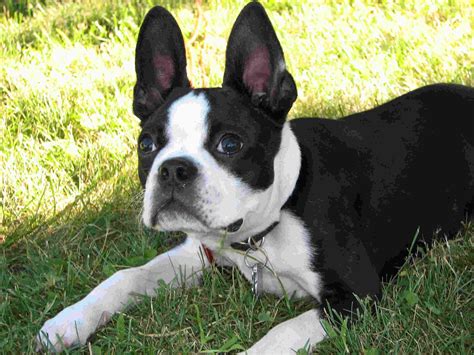 Four adorable females and two darling. Boston Terrier Puppy Pictures | Puppy Pictures and Information