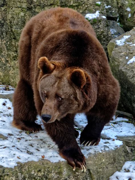Eurasian Brown Bear Ursus Arctos Arctos Display Full Image