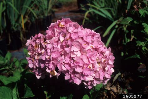 Pruning hydrangeas helps to keep them healthy and blooming. bigleaf hydrangea, Hydrangea macrophylla (Rosales ...