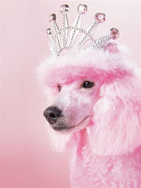 Pink Princess Poodle Pink Puppy Pink Poodle Pink Dog Poodle Dog