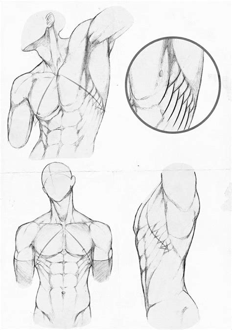 10 Dibujo De Los Musculos