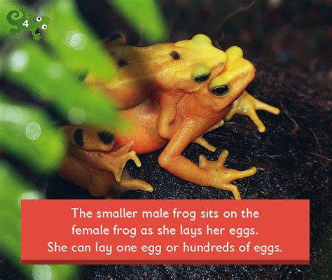 The Smaller Male Frog Sits On The Female Frog As She Lays Her Eggs She