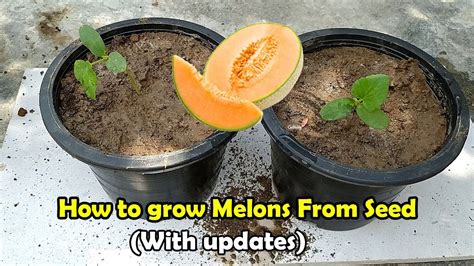 How To Grow Melons From Seeds Grow Melons In Pots Herbal Plant Power