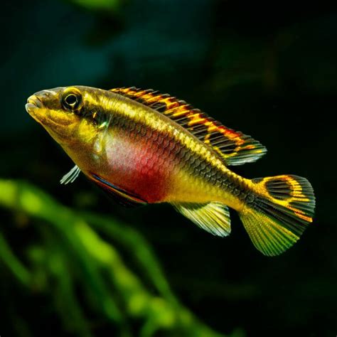 Kribensis Cichlid Fish Overview Care And Breeding Guide Fia