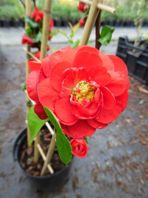 Double take scarlet puts on a spectacular early spring display of large red, double flowers. Chaenomeles speciosa Scarlet Storm