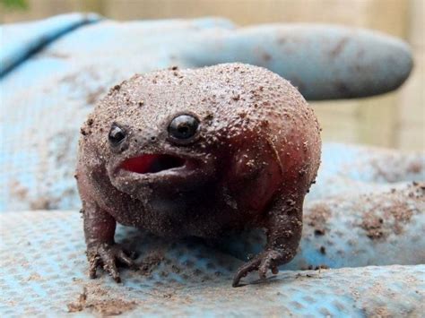 Black Rain Frog Breviceps Fuscus From 8 Assegaai St On October 13