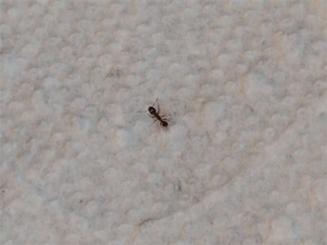 Can Anyone Tell What Kinda Ant This Is They Keep Coming In Thinking