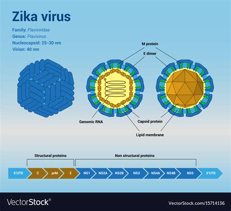 Zika Virus Structure Royalty Free Vector Image