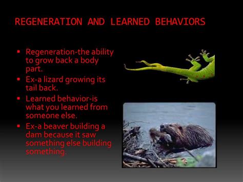 Ppt Animal Behaviors Powerpoint Presentation Free Download Id2098124