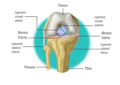 Qu Es El Ligamento Cruzado Anterior Rafael P Rez Nu Ez