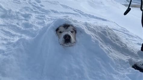10 Huskies That Are Totally Cool With Getting Buried In The Snow