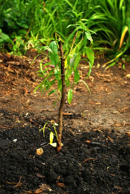 If the graft line goes below the ground, the tree may revert to its rootstock through suckers and give the wrong fruit. multi-grafted fruit tree planted | Flickr - Photo Sharing!