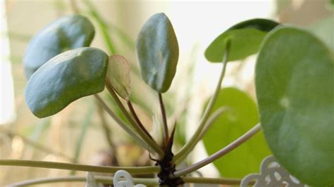It won't cause damage but you will notice they don't look their best. Repotting Pilea peperomioides | How to repot a Chinese ...