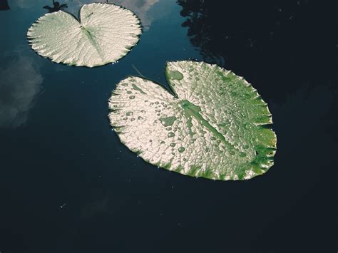 Lily Pad 4k Hd Wallpaper