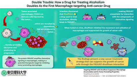 Double Trouble A Drug For Alcoholism Can Also Treat Cancer By
