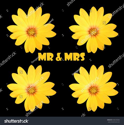 Mr Mrs Stock Photo 486346066 Shutterstock