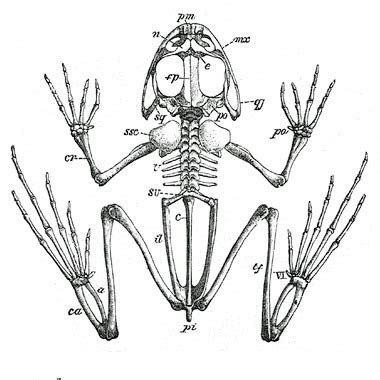 Frog Leg Bones Diagram / Comparative Vertebrate Anatomy Lecture Notes 5