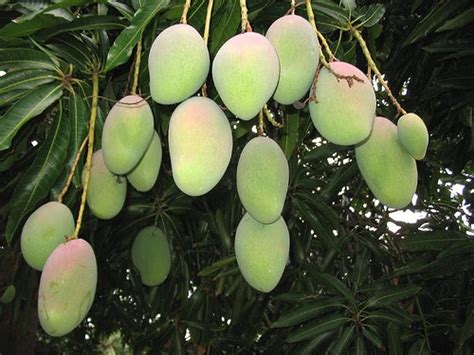 We did not find results for: Eye on Costa Rica: I'm "sweet" on Costa Rican Mangos! They ...