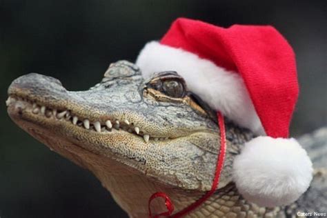 Funny Alligator New Photos Pets Cute And Docile