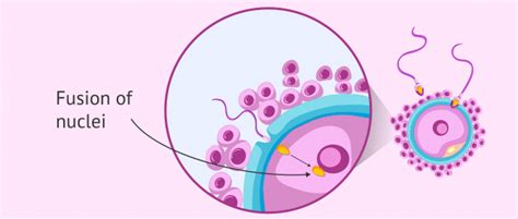 What Are The Steps Of Fertilization In Humans