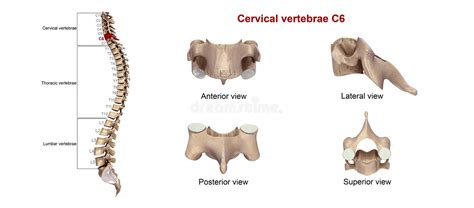 Cervical Vertebrae Skeleton Stock Illustration Illustration Of
