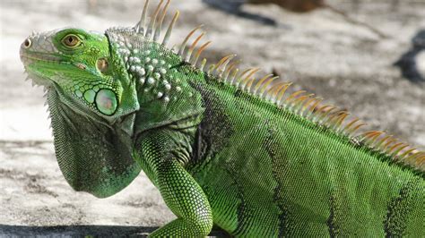 We have 70+ background pictures for you! Iguana HD Wallpapers & images (High Definition - All HD ...