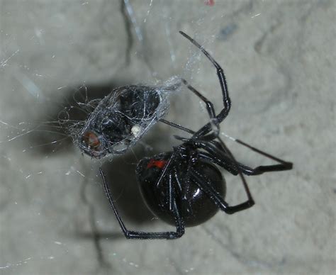 The black widow spider can be found on every continent except antarctica. Animal Pictures