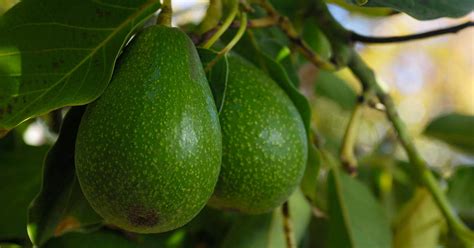 It makes a yelow fruit the size of a tennis ball, which is juicy and tart. How to Grow an Avocado Tree