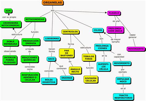 Mapa Conceptual De Las Partes De La Celula Y Sus Funciones Compartir