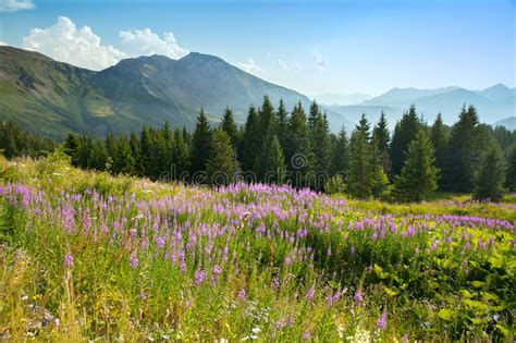 Mountain Summer Landscape Trees Near Meadow Stock Photo Image Of