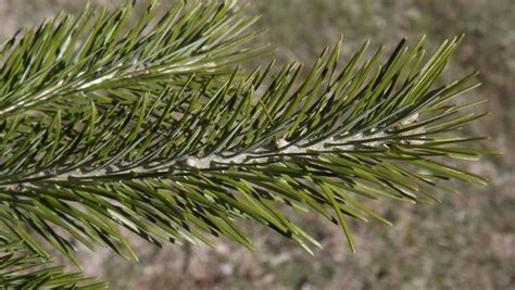 Siberian fir essential oil has a refreshing, woody scent that is known for its calming and relaxing properties. Abies sibirica - Siberian fir | The Dawes Arboretum