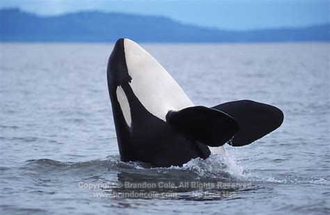 High Resolution Stock Picture Of Orca Or Killer Whale Marine