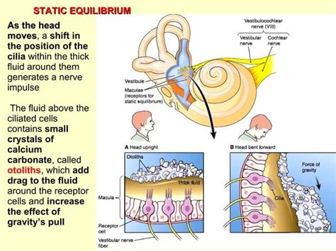 Hearing And Equilibrium