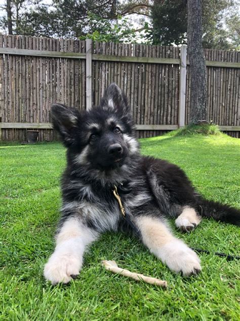 Shiloh Shepherd Puppy Shiloh Shepherd Shiloh Dog Shiloh Shepherd Dog