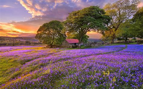 Sunset On The Flower Field Hd Wallpapers Field Wallpaper Landscape