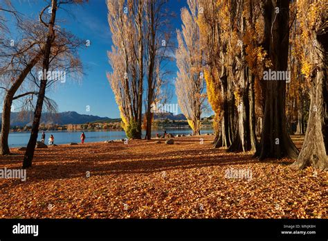 Poplar Trees In Autumn Lake Wanaka Otago South Island New Zealand