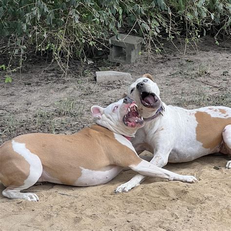 Wagging Tails Dog Boarding | North Augusta SC