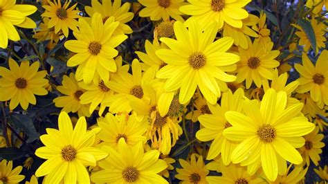 Yellow Flowers Hd Images Free Download I4tta2h2awnhhm Use Them In