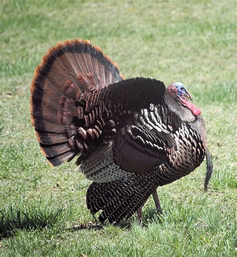 Round The Bend Wild Bird Wednesday Strutting Turkey