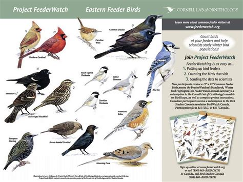 Identifying Birds