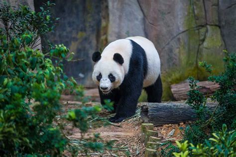 Do Giant Pandas Belong To The Bears Or The Raccoons Cue Media