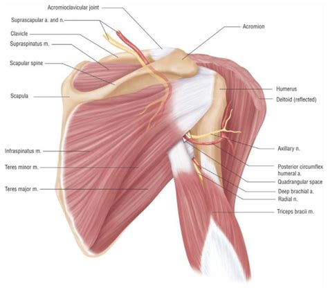 Shoulder impingement is a progressive orthopedic condition that occurs as a result of altered biomechanics and/or structural abnormalities. JCM | Free Full-Text | Quadrilateral Space Syndrome ...