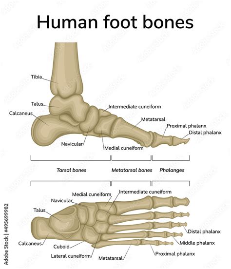 Foot Anatomy Illustration A Medial And Dorsal View Of The Bones Of The