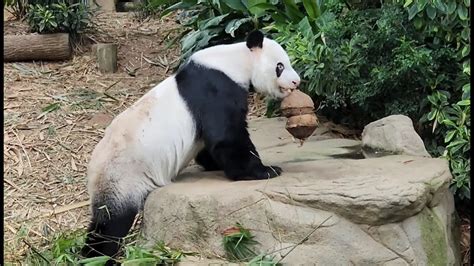 20221214 Giant Panda Kai Kai 凯凯 Eats Treats After Bamboo River